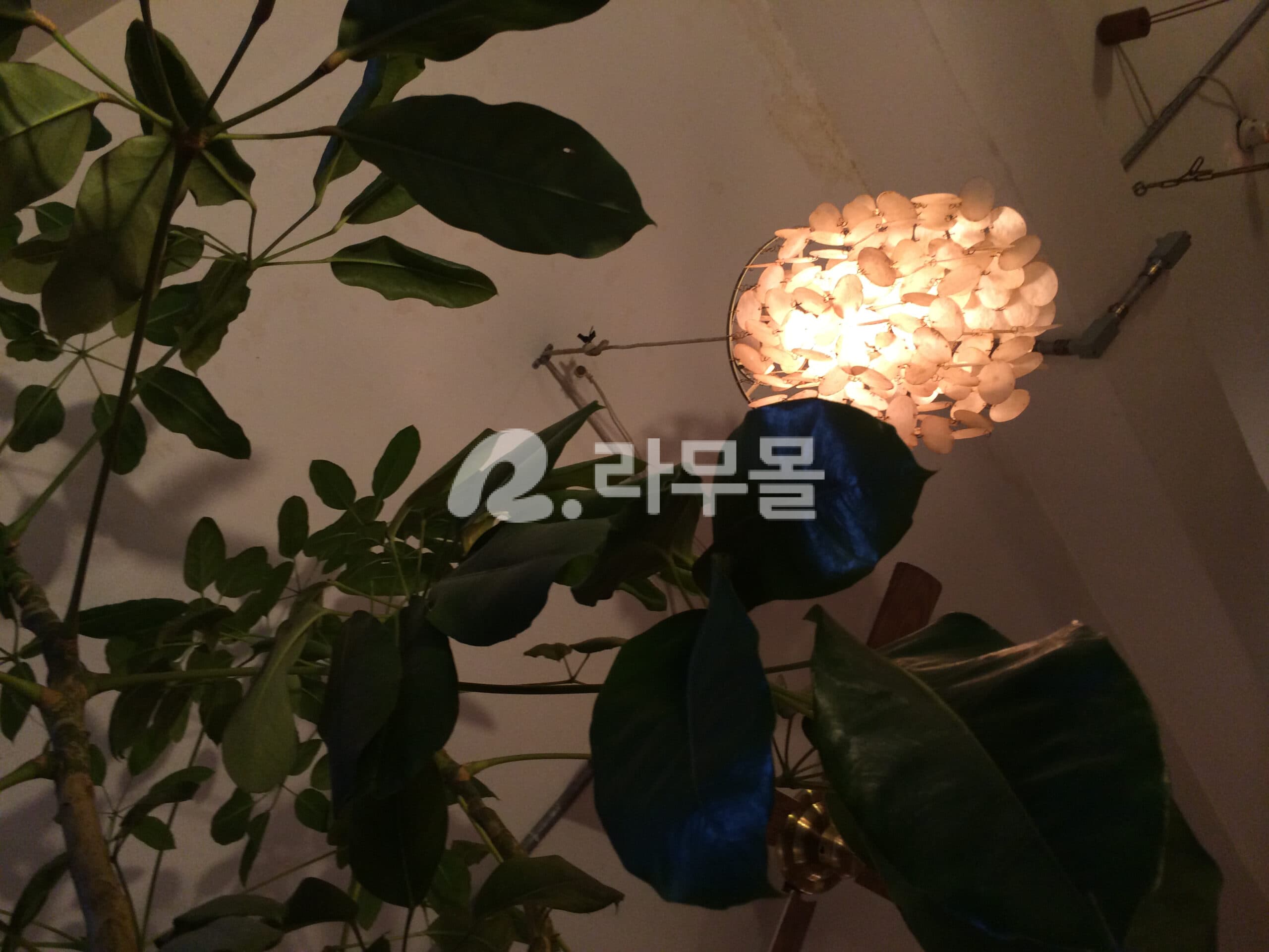 타다주브 슈퍼D 직구 후기