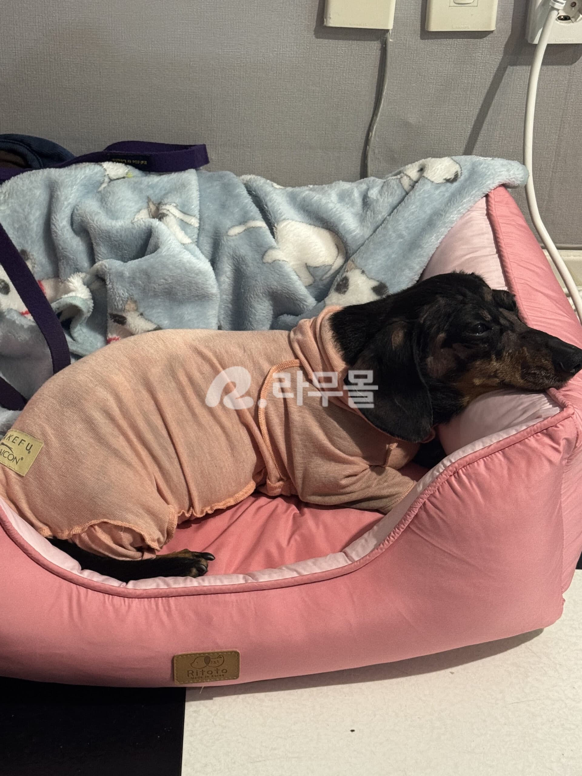 아토가드 사이클로스포린 Ichmune C 25mg 60정 직구 후기